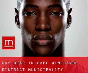 Gay Bear in Cape Winelands District Municipality